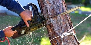 Best Pest Control for Lawns  in Woodville, MS
