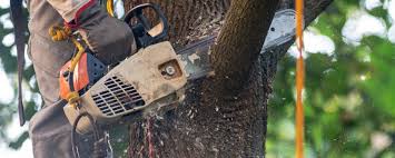 Best Tree and Shrub Care  in Woodville, MS