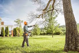 How Our Tree Care Process Works  in  Woodville, MS