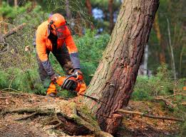 Best Seasonal Cleanup (Spring/Fall)  in Woodville, MS