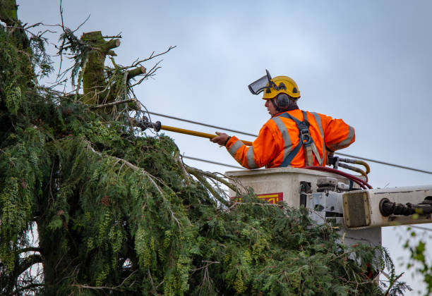 Best Tree Removal  in Woodville, MS