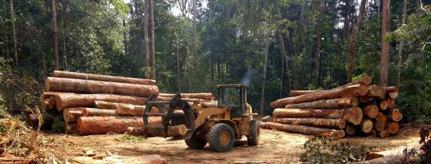 Best Arborist Consultation Services  in Woodville, MS