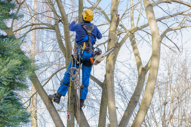 Trusted Woodville, MS Tree Care Experts