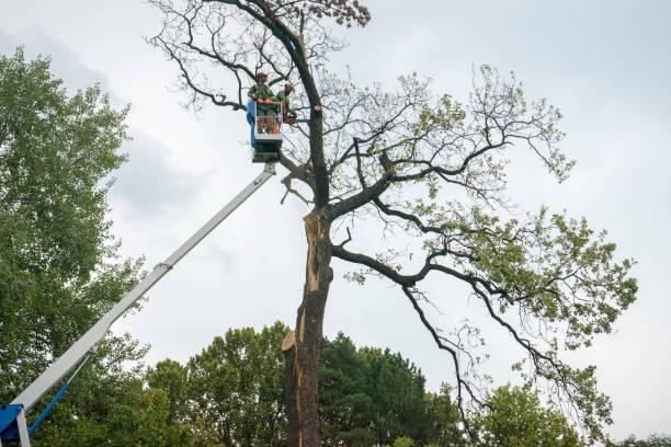 Best Emergency Tree Removal  in Woodville, MS