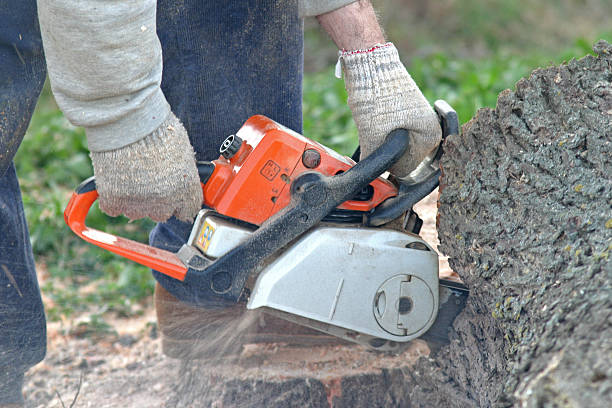 Best Palm Tree Trimming  in Woodville, MS