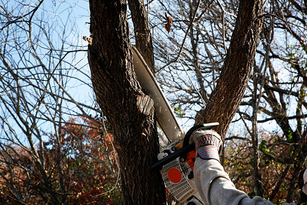 Best Utility Line Clearance  in Woodville, MS