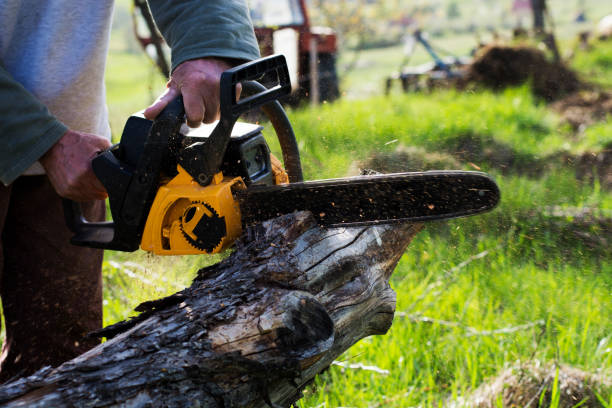 Best Tree Preservation Services  in Woodville, MS