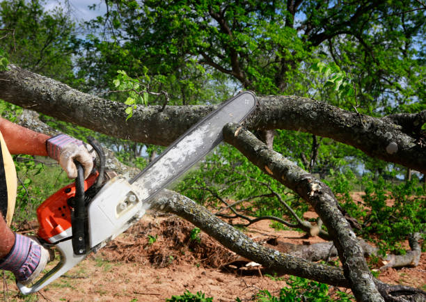 Best Commercial Tree Services  in Woodville, MS