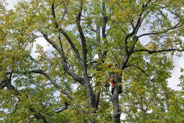 Best Hazardous Tree Removal  in Woodville, MS